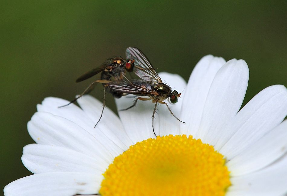 La vita in un fiore: terza parte